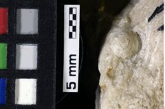 Foto (Detailansicht) von Cyclothyreus sp. (NHMW-GEO-1990-0041-0022)